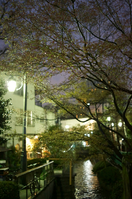 夜桜10a 1024.jpg