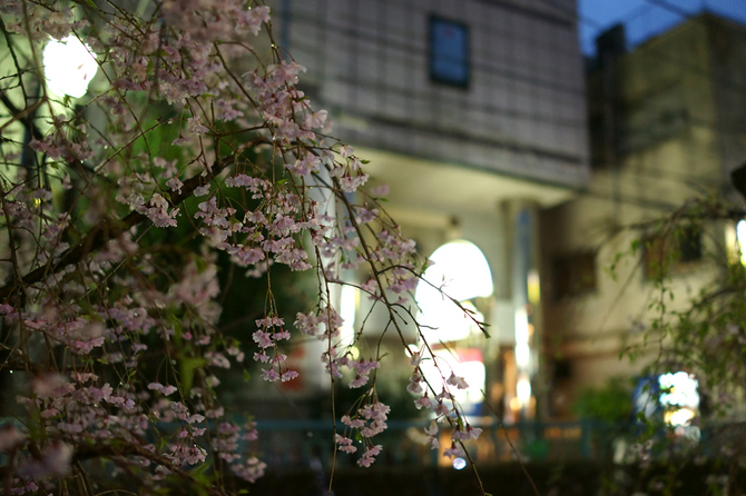 夜桜3a 1024.jpg