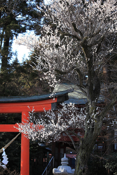 神社と桜a 1024.jpg
