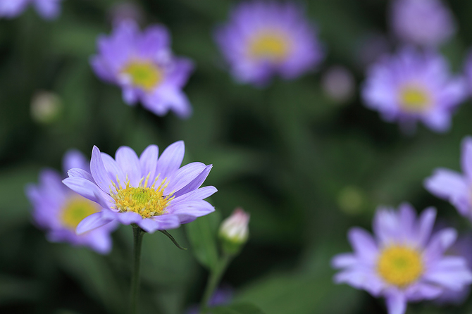 紫の花1 1024.jpg