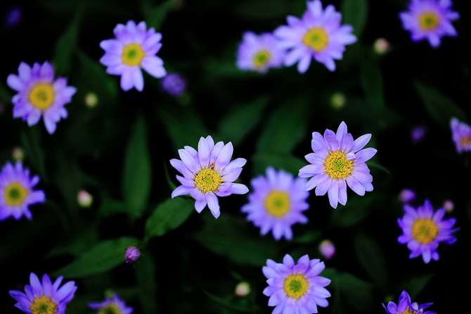 紫の花2 1024.jpg