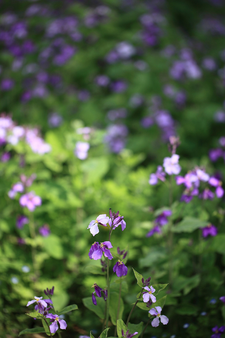 紫花a1024.jpg